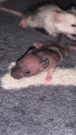 Image 3 of Male and female mice AVAILABLE! ONLY £5 EACH