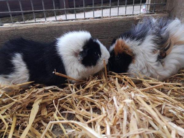 Image 5 of 2 Male guinea pigs born 21/08/23