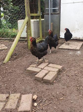 Image 3 of 6 BLACKROCK POINT OF LAY PULLETS