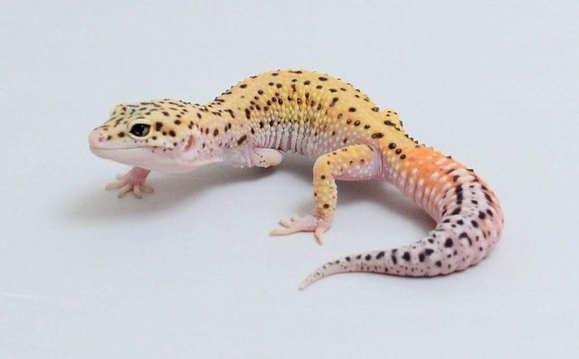 Leopard Gecko for sale essex