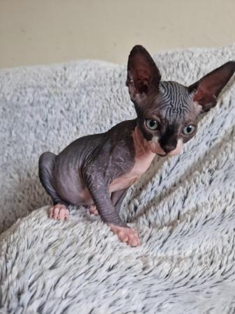 Image 6 of Canadian Sphynx For Sale
