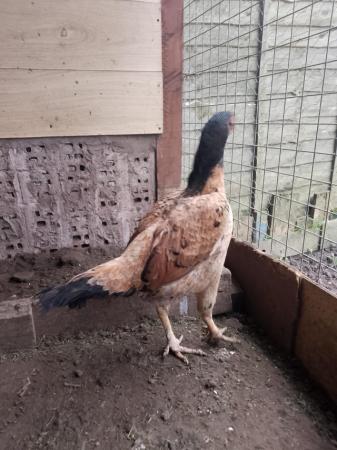 Image 3 of I have some female and male chickens for sale They are shamo