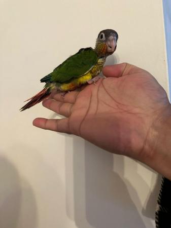 Image 3 of Beautiful baby Conures ready to be reserved