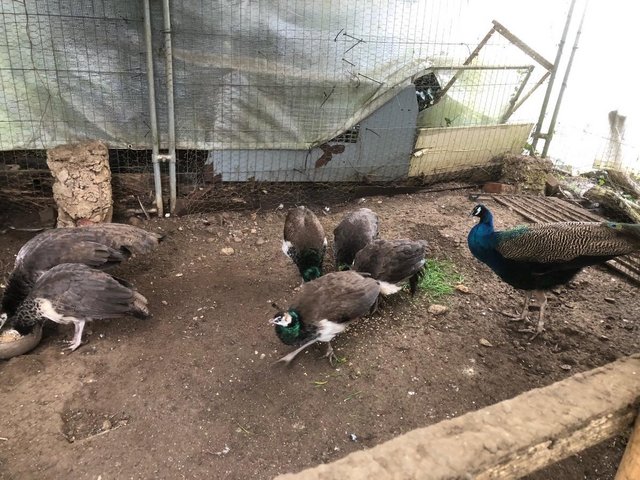 Preview of the first image of 6 month old peacock and heaven chicks.