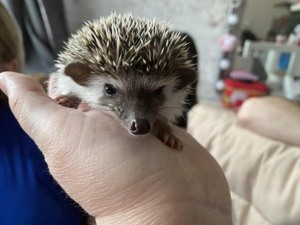 Image 3 of African Pygmy Hedgehog for sale with set up