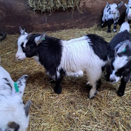 Image 10 of Pet Registered Pygmy Goat wethers and female kids