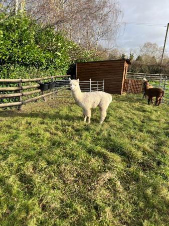 Image 22 of BAS REGISTERED BEAUTIFUL QUALITY BABY ALPACAS