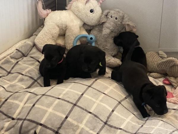 Image 3 of Kc registered Labrador puppies