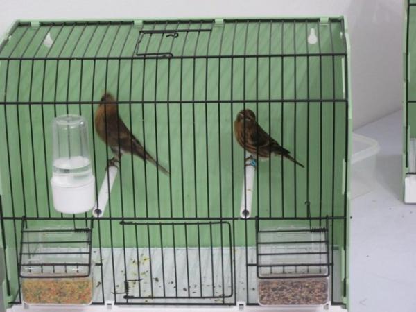 Image 1 of REDPOLLS FOR SALE 1 PAIR