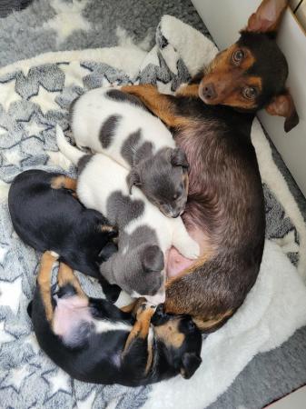 Image 7 of 2 Much Wenlock Jack Russell puppies ( chunky Small