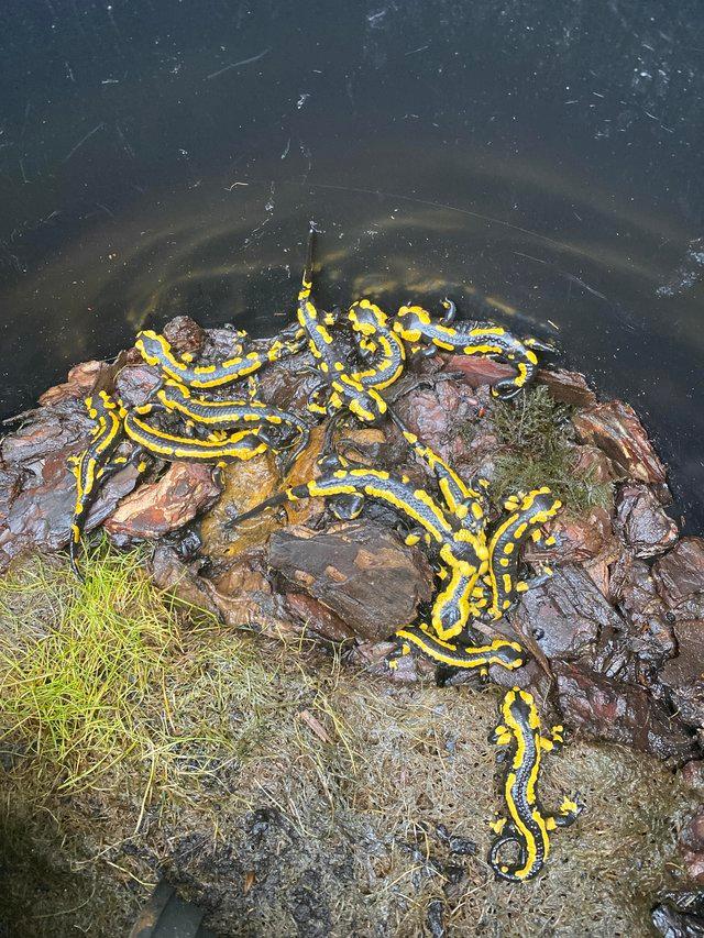 Preview of the first image of Fire salamanders lovely looking.