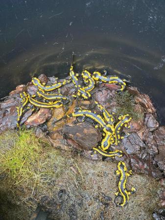 Image 1 of Fire salamanders lovely looking