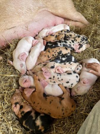 Image 5 of PIG WEANERS FOR SALE (MIX BREED)