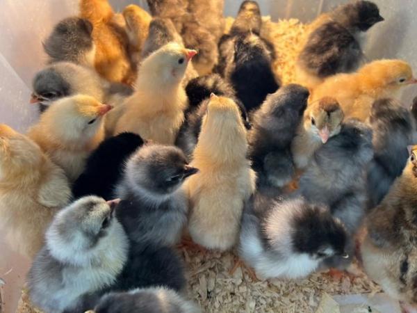 Image 2 of Easter chicks Day olds - marans, sussex buffs,cream legbars