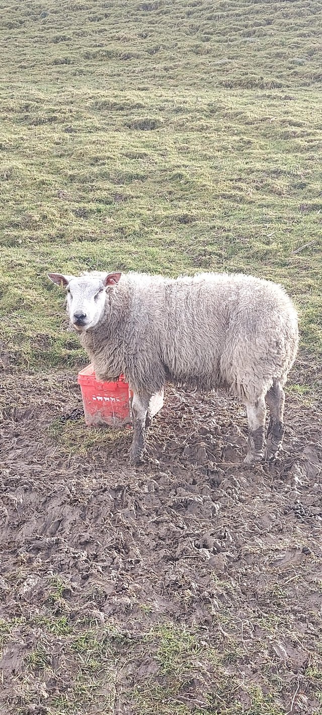 Preview of the first image of Ewe lamb for sale born 2023.
