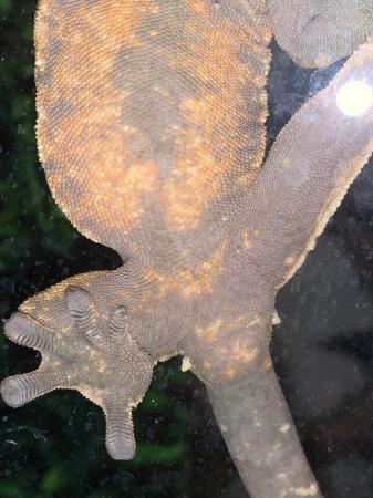 Image 4 of Harlequin Crested gecko for sale now sold