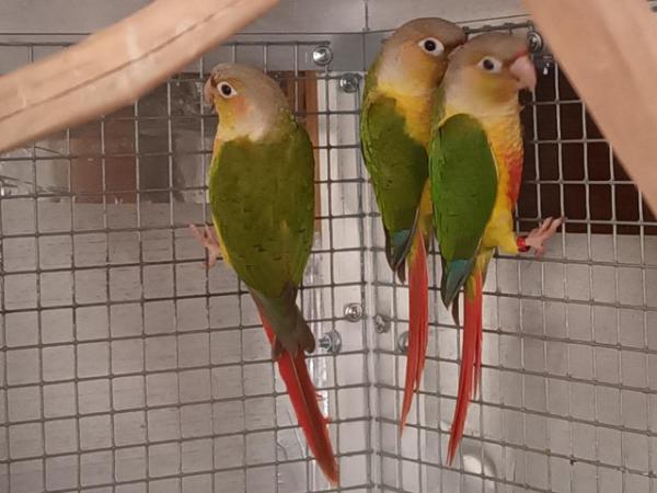 Image 7 of Beautiful healthy conures with dna