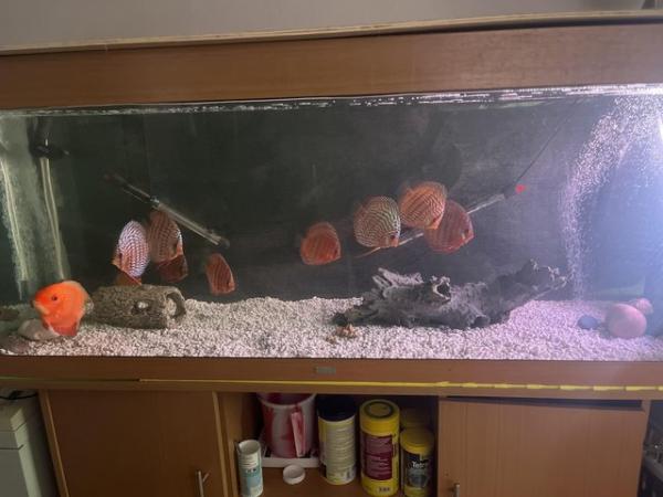 Image 3 of 5ft fish tank with lights (needs new bulbs) lid