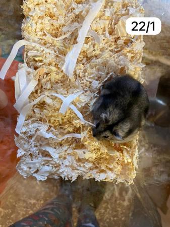 Image 6 of Beautiful baby Winter White Russian Hamsters ready now and s