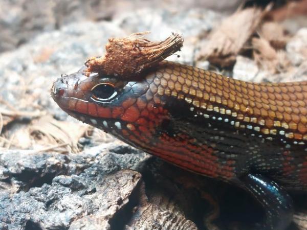 Image 3 of African Fire Skinks for sale