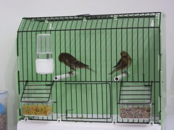 Image 5 of REDPOLLS FOR SALE 2 PAIRS