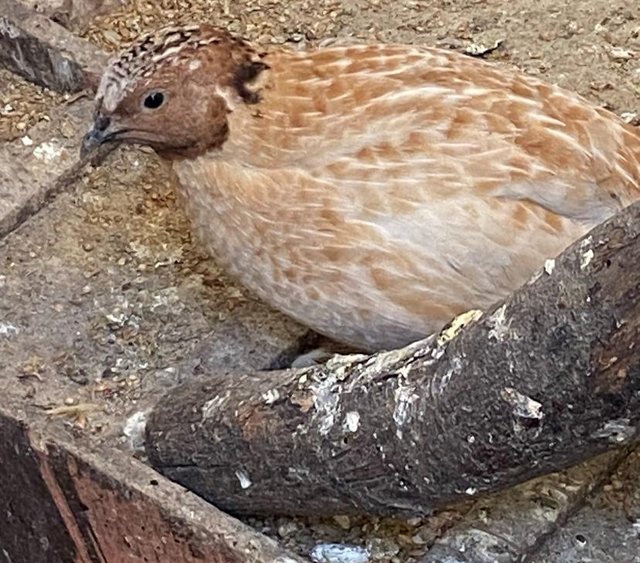 Coturnix Quail 9 months old — photo 3 of 4