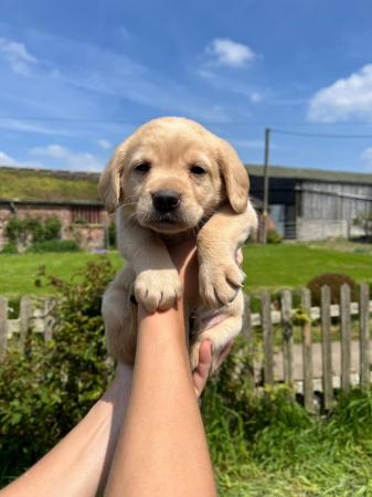Image 3 of Available now! 2 Yellow Labrador Puppies Left
