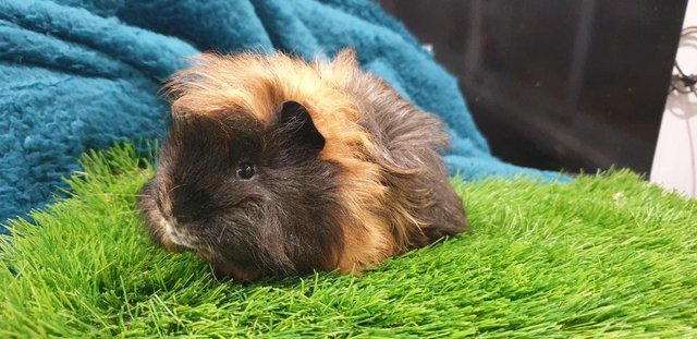 Image 4 of 3 lovely Male (Boars) Guinea Pigs for Sale