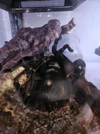Image 3 of Huge adult female pamphobeteous antinous tarantula