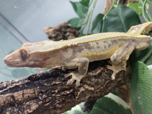 Image 7 of Male Lilly white crested gecko