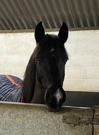 Image 1 of Stunning 14HH 11 year old Welsh Mare