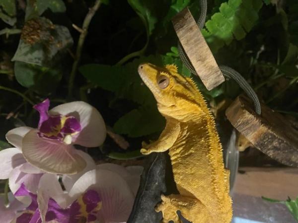 Image 5 of Stunning pair of breeding crested geckos and full set up