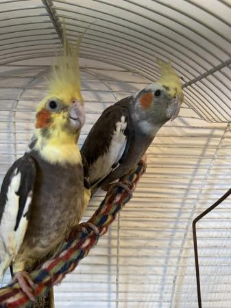 Image 3 of Quality Baby & Adult breeding cockatiels - Various Colours