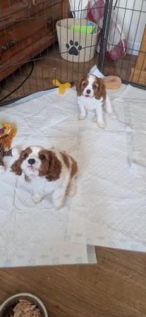 Image 1 of Cavalier king charles puppies (Health tested Perants)