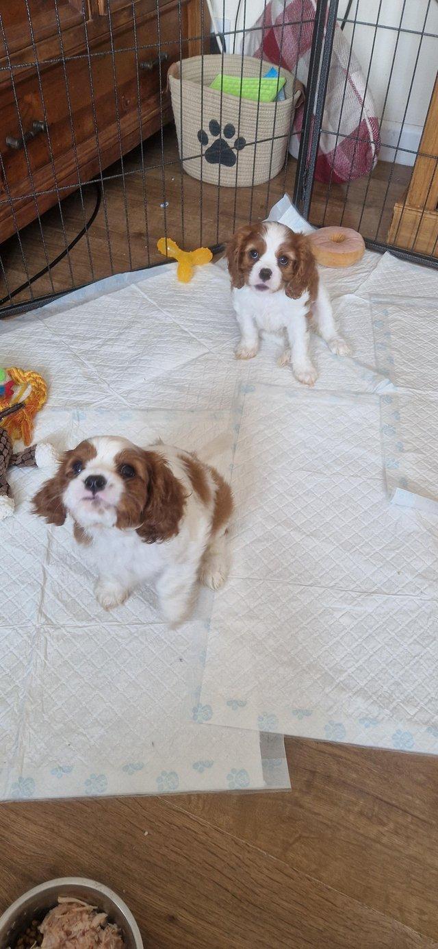 Preview of the first image of Cavalier king charles puppies (Health tested Perants).