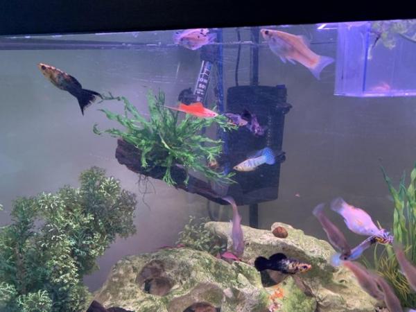 Image 7 of 50p assorted mollies, balloon mollies and swordtail fish