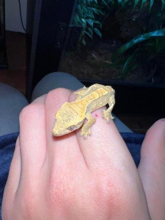 Image 2 of 4x baby HarleyQuinn crested geckos that need new homes