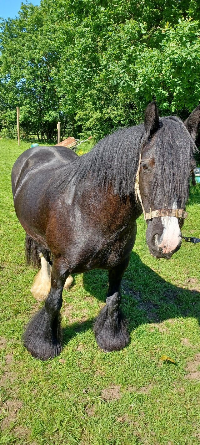 Preview of the first image of Two ponies for sale 11hh and 12hh non ridden.