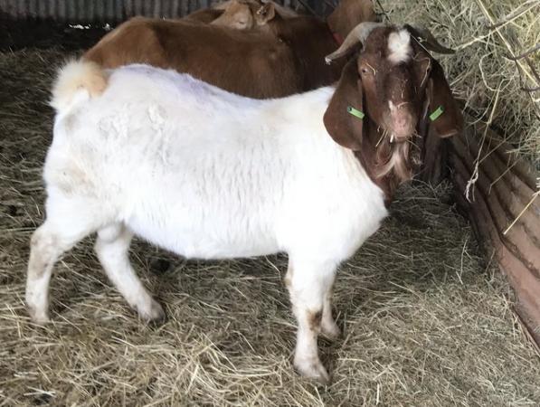 Image 2 of 2 year old pedigree Boer billy goat