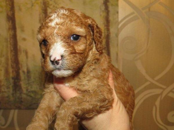 Image 42 of RED KC REG TOY POODLE FOR STUD ONLY! HEALTH TESTED
