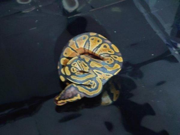 Image 2 of CB 23 royal python pastel het pied female