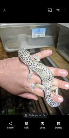 Image 11 of Some stunning leopard geckos males and females