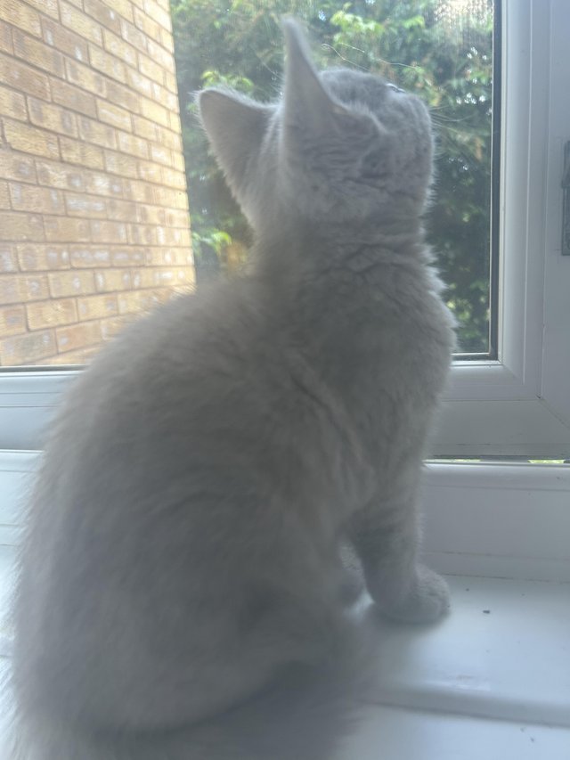 Preview of the first image of Lilac British shorthair.