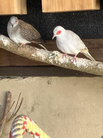 Image 5 of Diamond doves aviary birds