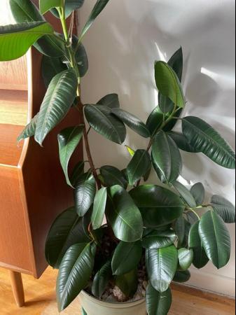 Image 1 of Rubber House plant indoor