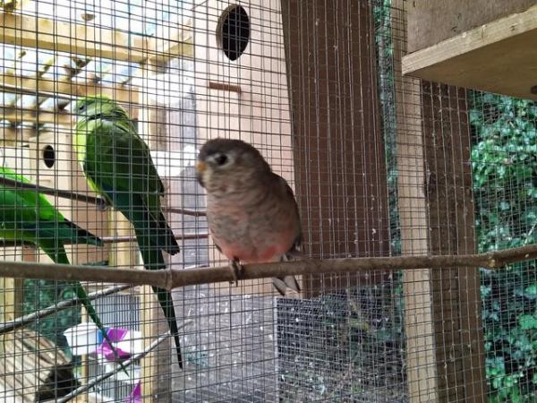 Image 2 of Male avairy bred normal coloured Bourke parakeet