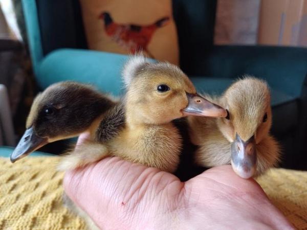 Image 17 of Gorgeous Indian Runner Ducklings