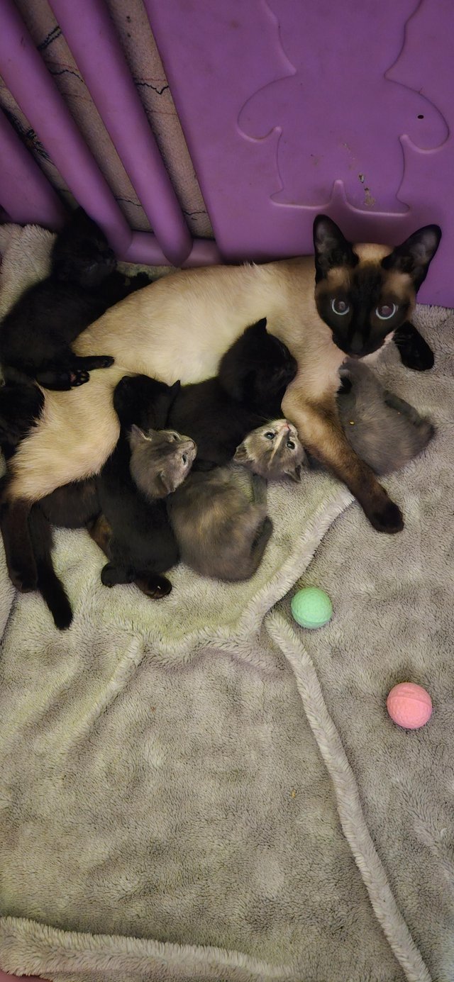 Preview of the first image of ** Beautiful half siamese x kitten ready now **.