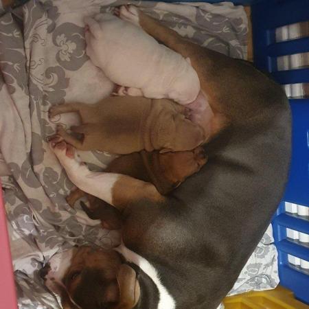 Image 8 of POCKET BULLY X STAFFY. Pups for sale