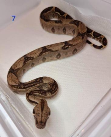 Image 1 of May 2023 baby Boa constrictor